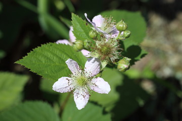 Blackberry flowers