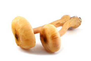 Two honey agaric mushrooms