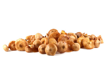 Honey agaric mushrooms