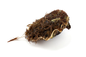 Oyster with brown seaweeds