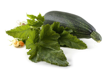 Green squash with leaves and flower
