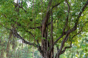 Fototapeta premium Old banyan tree in Bangkok.