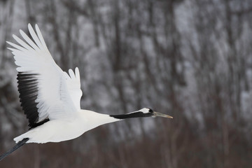 Red-crowned crane taking off in Tsurui village