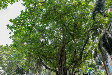 Fototapeta premium Old banyan tree in Bangkok.