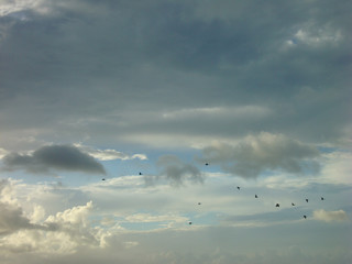 Birds flying in a sky with clouds