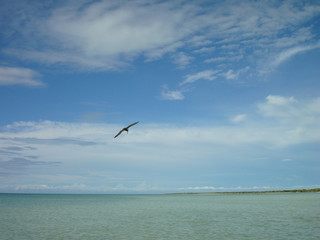 Fototapeta na wymiar A Pelican on the Coast of Holbox, Mexico