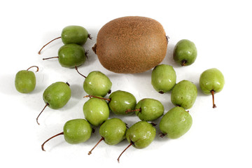 Kiwi and little kiwi (actinidai kolomikta)