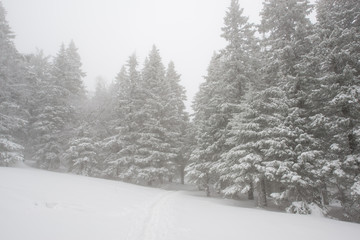 Obraz premium snow-covered, coniferous, white forest, after a night of snowfall and a waving path among fir trees