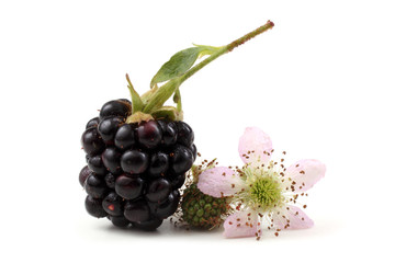Blackberry and flower