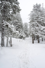 Obraz premium snow-covered, coniferous, white forest, after a night of snowfall and a waving path among fir trees