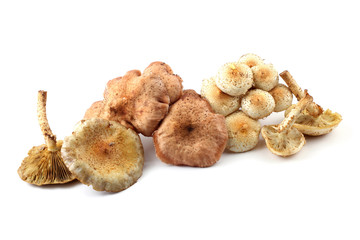 Honey agaric mushrooms (Pholiota squarrosa variety)
