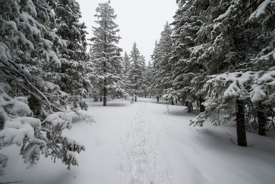 snow-covered, coniferous, white forest, after a night of snowfall and a waving path among fir trees