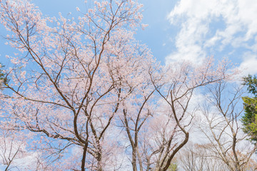青空と満開の山桜
