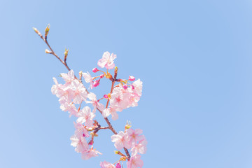 青空と満開の桜