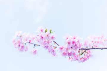 青空と満開の桜