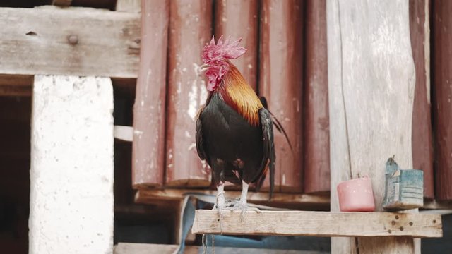 Rooster bound on his perch trying to fly away.