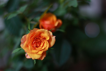  yellow, red roses in a brown pot