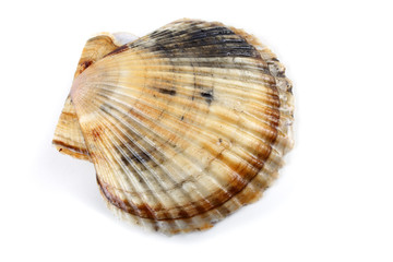Scallop