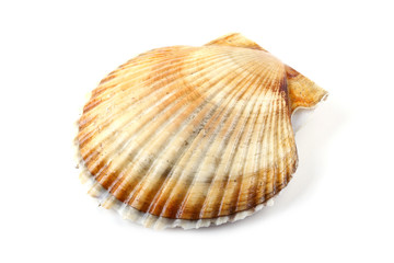 Scallop