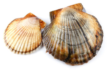 Two scallops