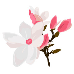 Beautiful magnolia flowers, great design for any purposes. Spring vector illustration. Vector floral background. Flower background. Vintage wallpaper. Watercolor illustration. White background.