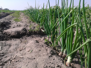 fresh onions growing in field
