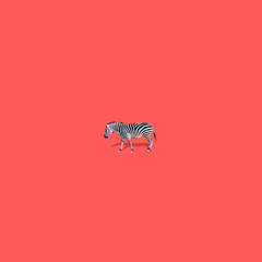 One zebra is on orange red background. Strong shadows. Minimalistic collage art.