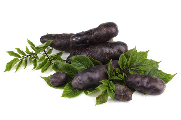 Original French violet potato 