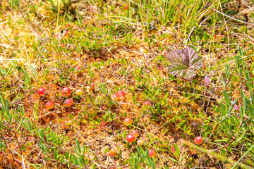 Red cranberries and bog plants, Torronsuo National Park, Finland