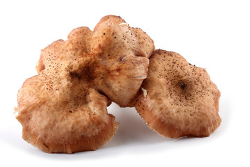 Honey agaric mushrooms