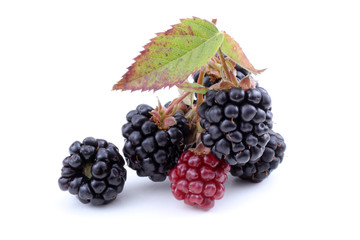 Cluster of blackberries