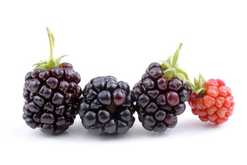 Ripe and unripe blackberries