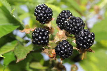 Blackberries