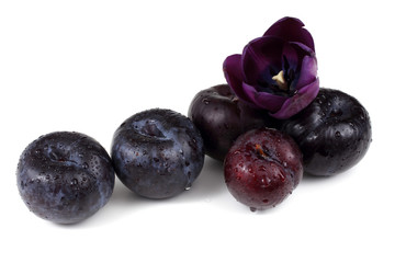 Black plums and violet tulip