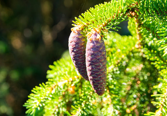 Young cones and branches of spruce, Finland