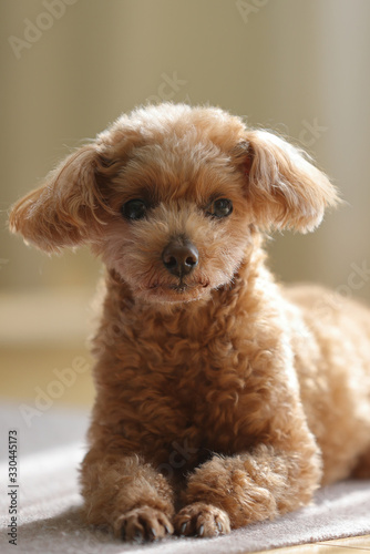 トイ プードル Wall Mural Wallpaper Murals Wallsheaven 55hatako