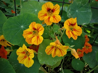 Awesome bunch of  bright yellow nasturtium flowers with orange tadka shining on green leafy base, India - Copy