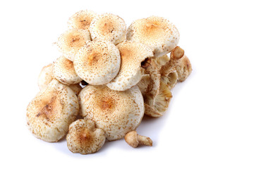 Honey agaric mushrooms (Pholiota squarrosa variety)