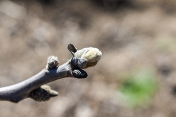 bud on walnut twig tree in spring season. selective focus