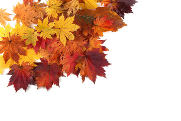 Autumn maple leaves background