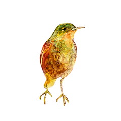 Wild bird, green, yellow and brown hand painted watercolor. Vintage colorful illustration isolated on white background