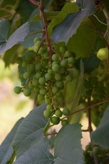 Fototapeta premium bunch of grapes on the vine