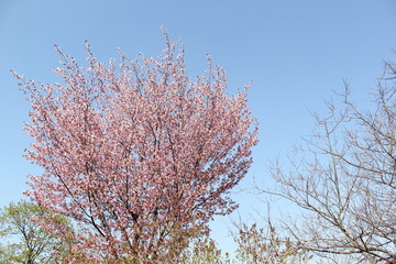 Apricot blossom