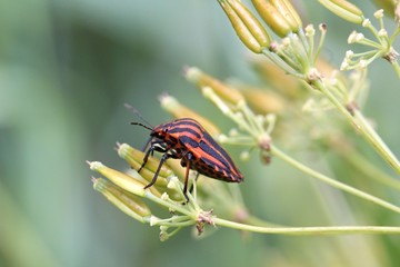 insect on a flower rostliy
