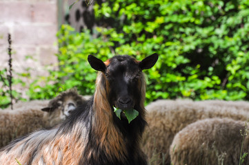 Obraz premium Domestic goat on a meadow. Goat eating the grass on the green meadow