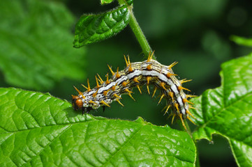 The big caterpillar on a leaf. Caterpillars eating the leaves