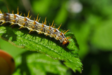 The big caterpillar on a leaf. Caterpillars eating the leaves