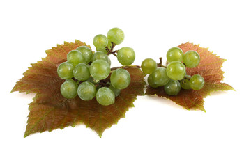 White wine grape on autumn leaves