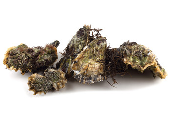 Oysters
