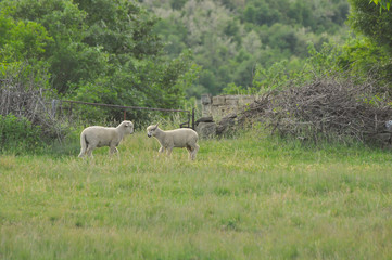 Naklejka na ściany i meble Sheeps on the meadow on green grass. Spring lamb grazing with a sheeps on a meadow